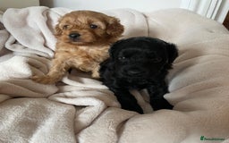 Cavapoo dogs for sale: Toy Cavapoo F1b puppy's for sale - Image 1