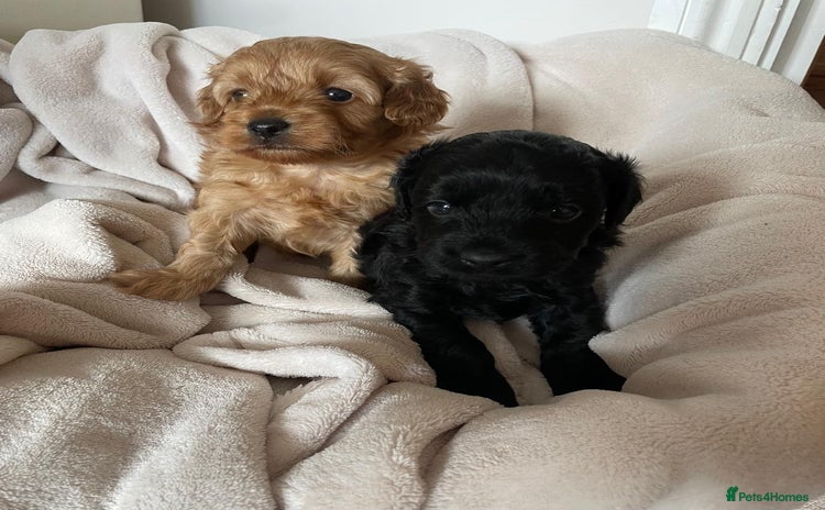 Cavapoo dogs - Advert 1