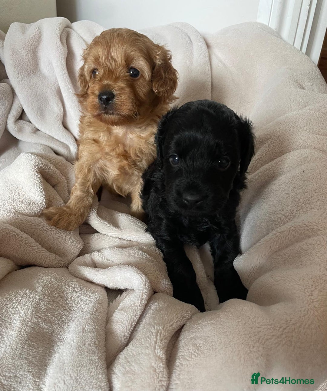 Cavapoo dogs for sale: Toy Cavapoo F1b puppy's for sale - Image 1
