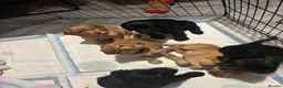 Cocker Spaniel dogs for sale: Working cocker spaniel puppies - Advert 4