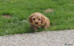 Cockapoo dogs for sale: Beautiful Cockapoo puppies for sale - Image 25