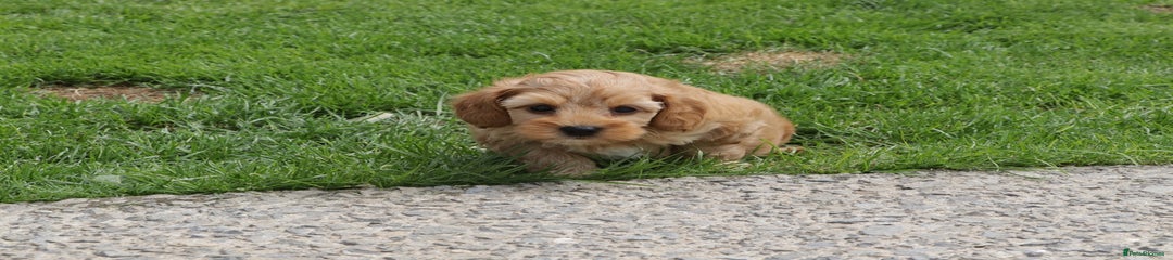 Cockapoo Puppy 1