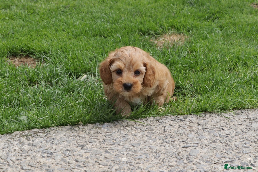 Cockapoo dogs for sale: Beautiful Cockapoo puppies for sale - Image 25
