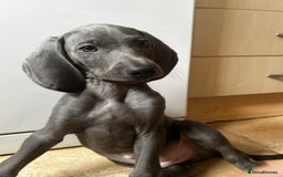 Weimaraner dogs for sale: Weimaraner puppies for sale  in Wednesbury - Image 4