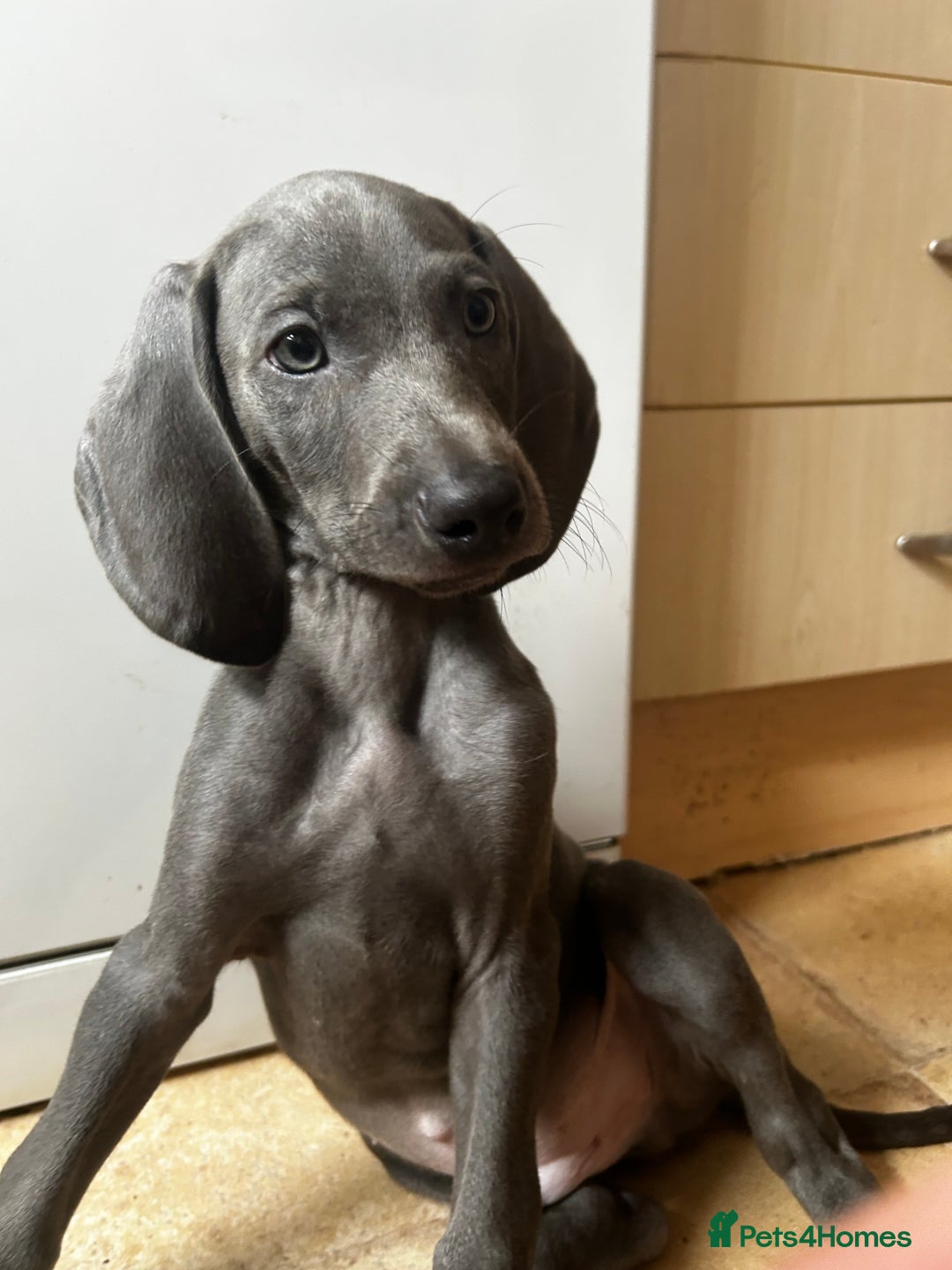 Weimaraner dogs for sale: Weimaraner puppies for sale  in Wednesbury - Image 4