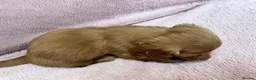 Miniature Dachshund dogs for sale: 2 beautiful long haired Miniature Dachshunds - Advert 12