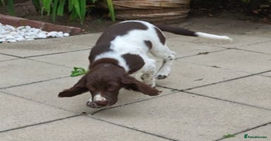 English Springer Spaniel dogs - Advert 3