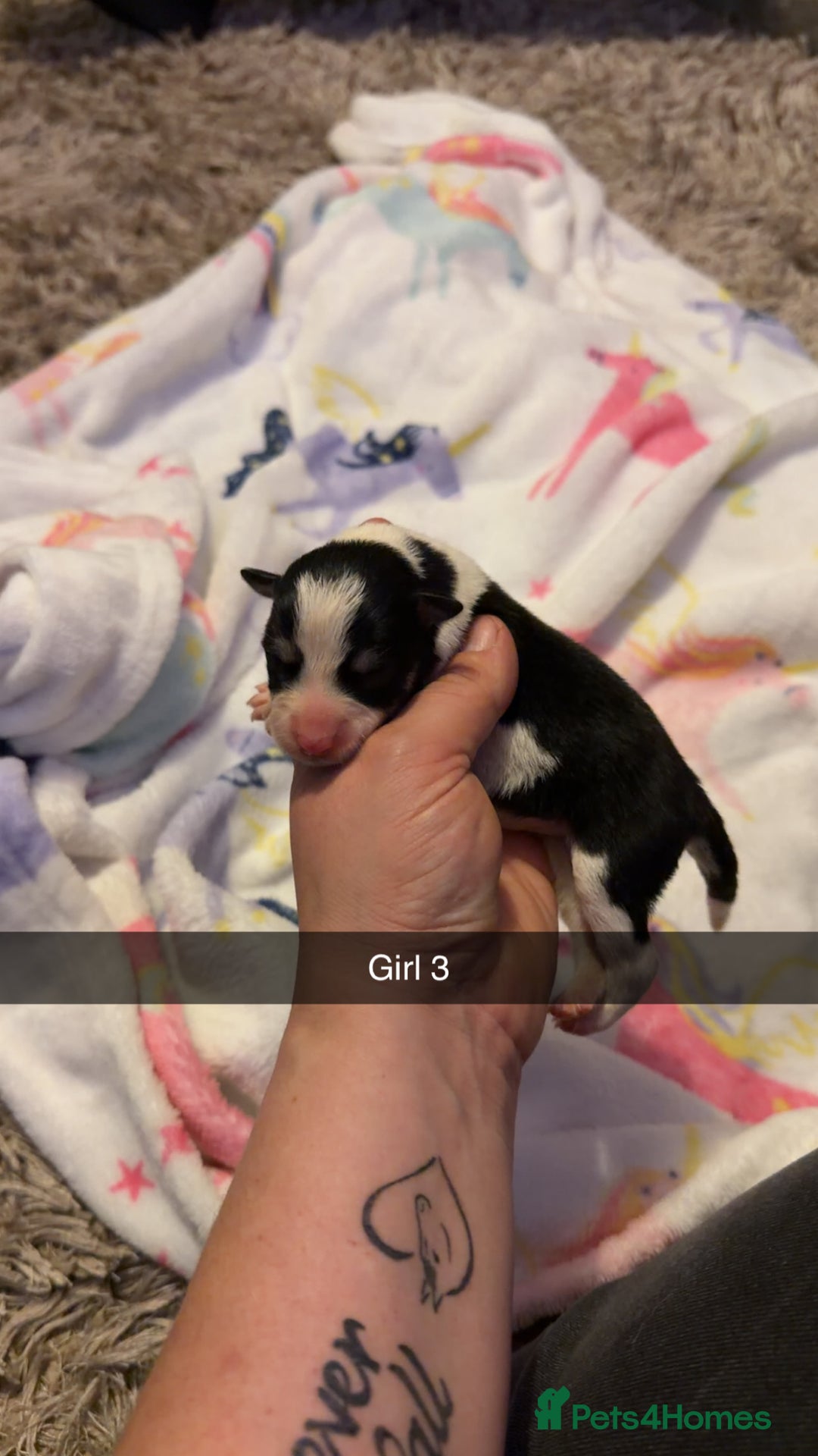 Border Collie dogs for sale: 10 amazing puppies - Advert 16