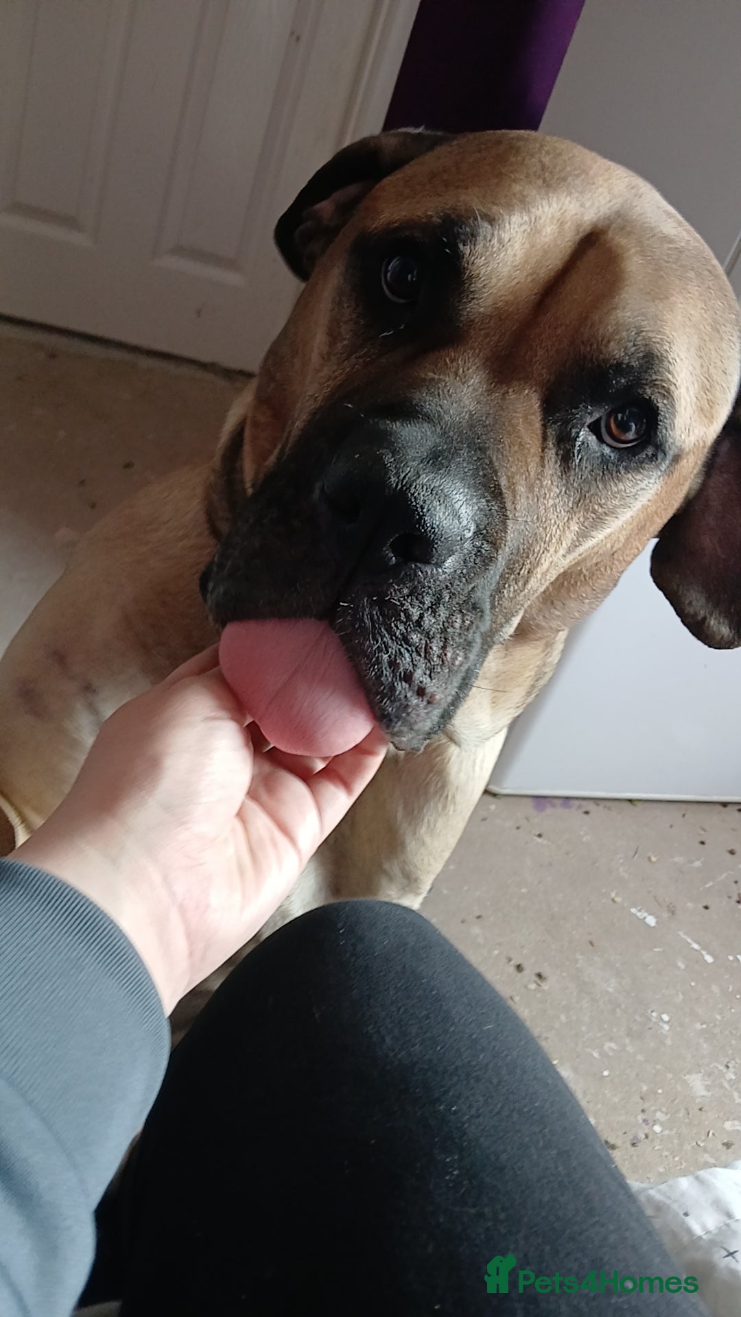 Mixed Breed dogs for sale: Looking for a new home. - Advert 4