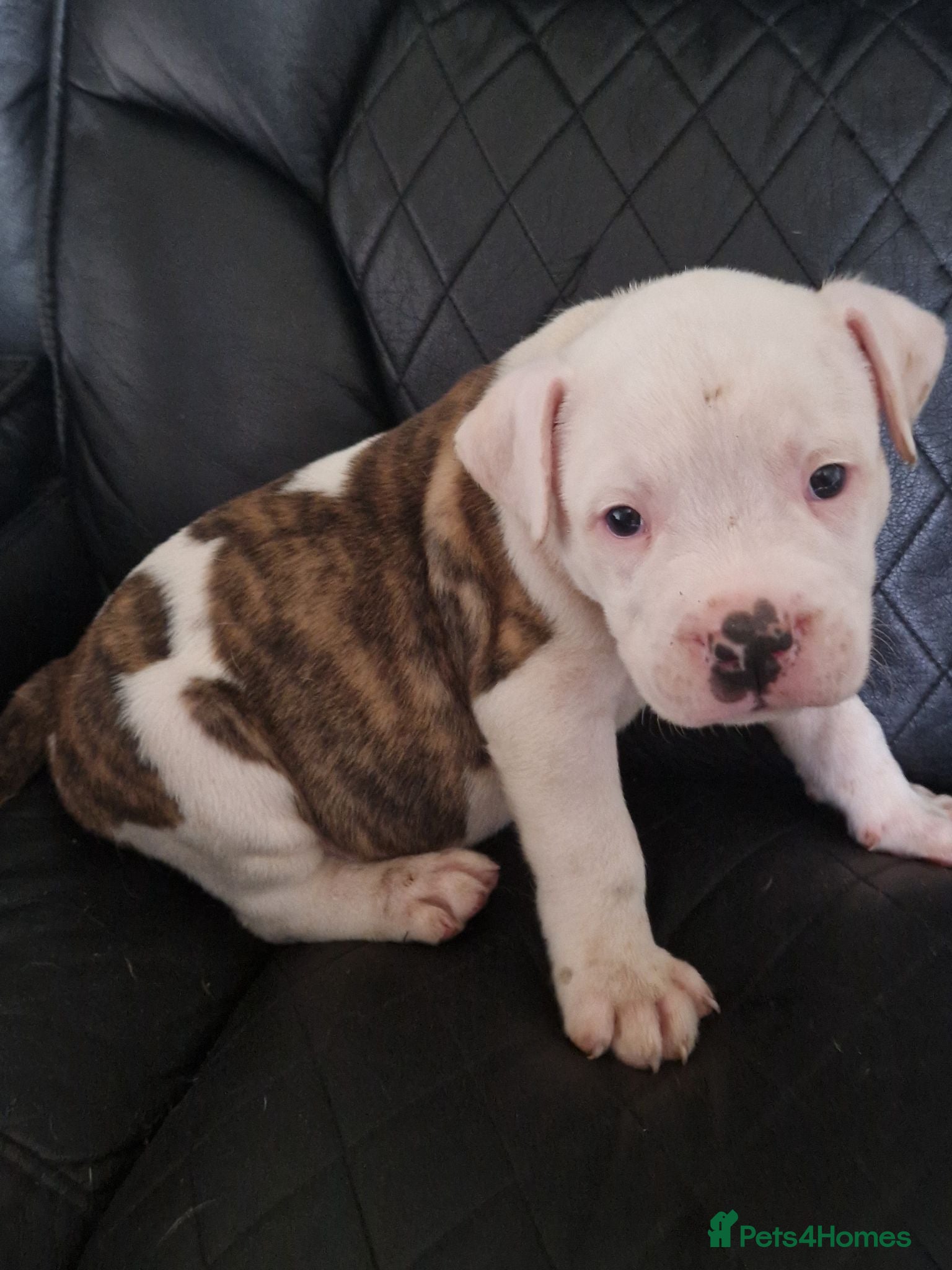 American Bulldog dogs These 3 babies are looking for there forever home - Advert 2