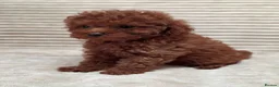 Toy Poodle dogs for sale:  Red Toy Poodle Puppies – Asian Teddy Bear Type in Motherwell - Advert 5