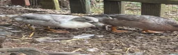 Ducks poultry for sale: Drake Call Ducks  - Advert 8