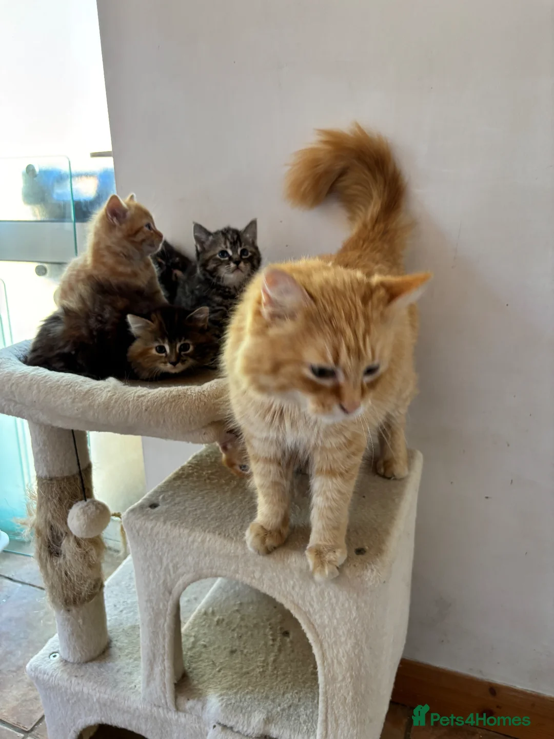 Mixed Breed cats for sale: Ginger-Tabby-Tortoiseshell kittens - Advert 20