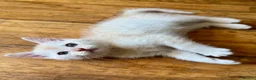 Exotic cats for sale: Adorable kittens in Bolton - Advert 9