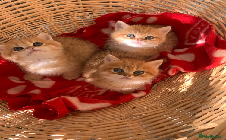 British Shorthair cats - Advert 1