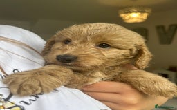 Cockapoo dogs for sale: Cockapoo puppies - Image 16