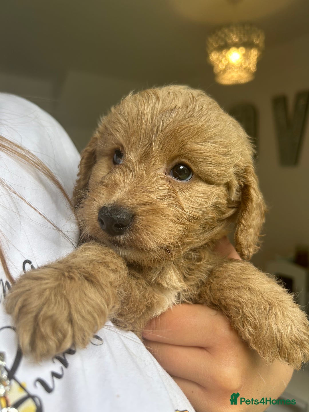 Cockapoo dogs for sale: Cockapoo puppies - Image 16