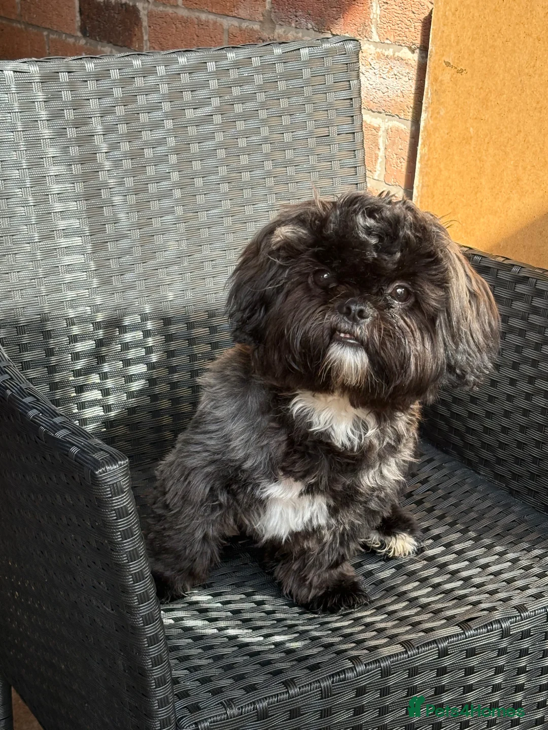 Shih Tzu dogs for sale: Shih Tzu Teddy KC reg  in Oswestry - Advert 5