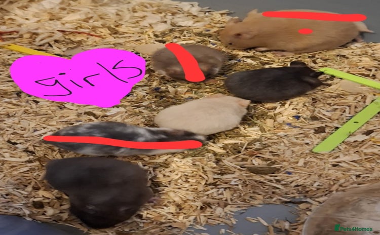 Hamster rodents - Advert 13