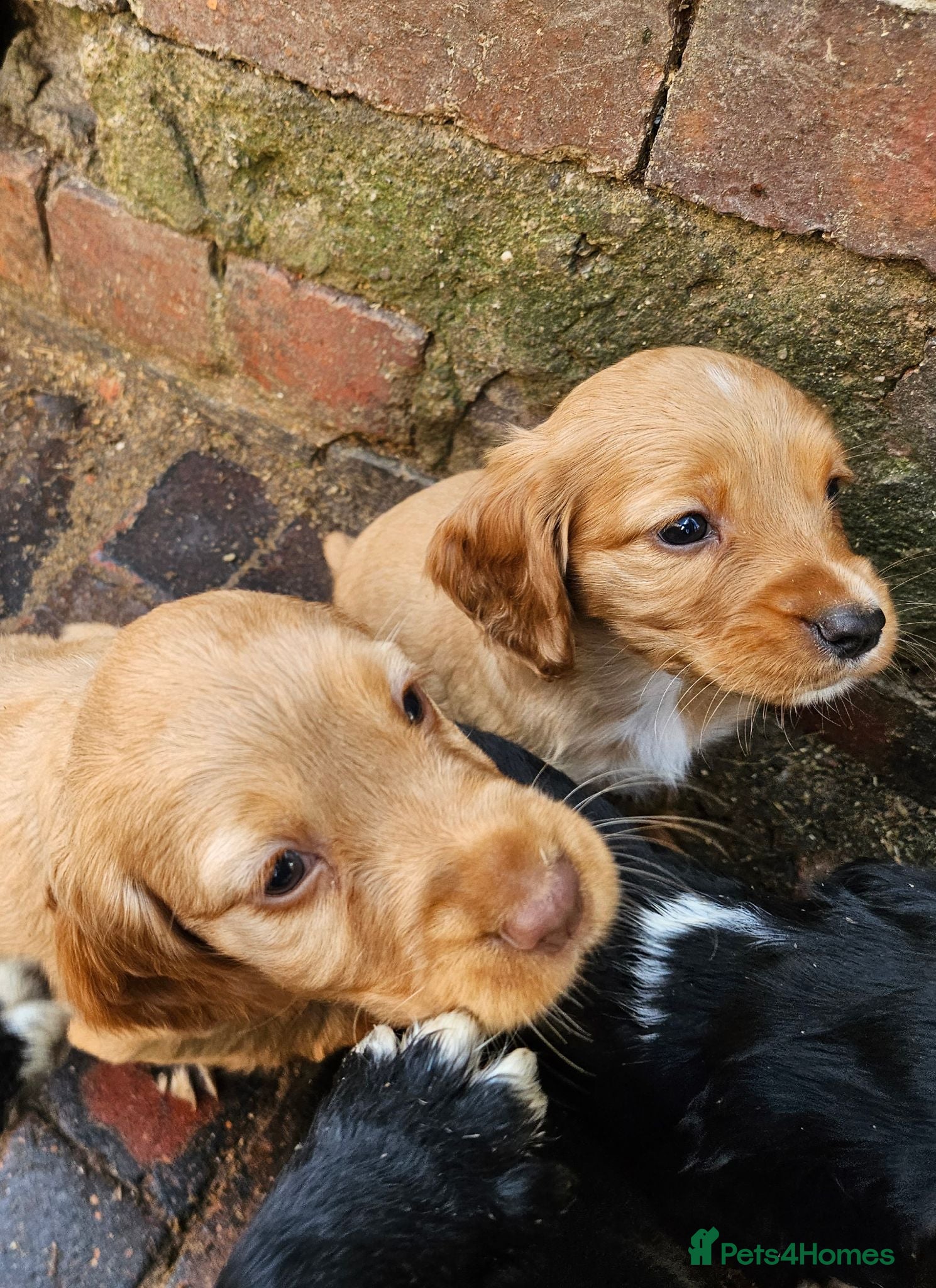 Cocker Spaniel dogs Extremely well bred cocker spaniel puppies - Advert 2