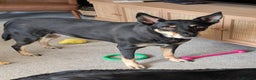 Mixed Breed dogs for sale: Sweet, People-Loving Kelpie Ready for a New Home - Advert 3
