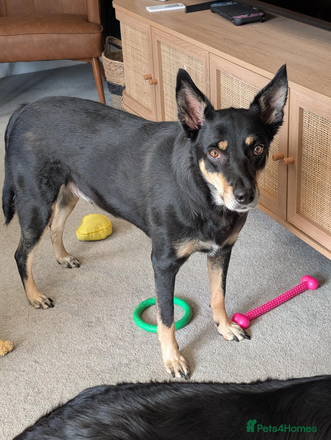Mixed Breed dogs for sale: Sweet, People-Loving Kelpie Ready for a New Home - Advert 3