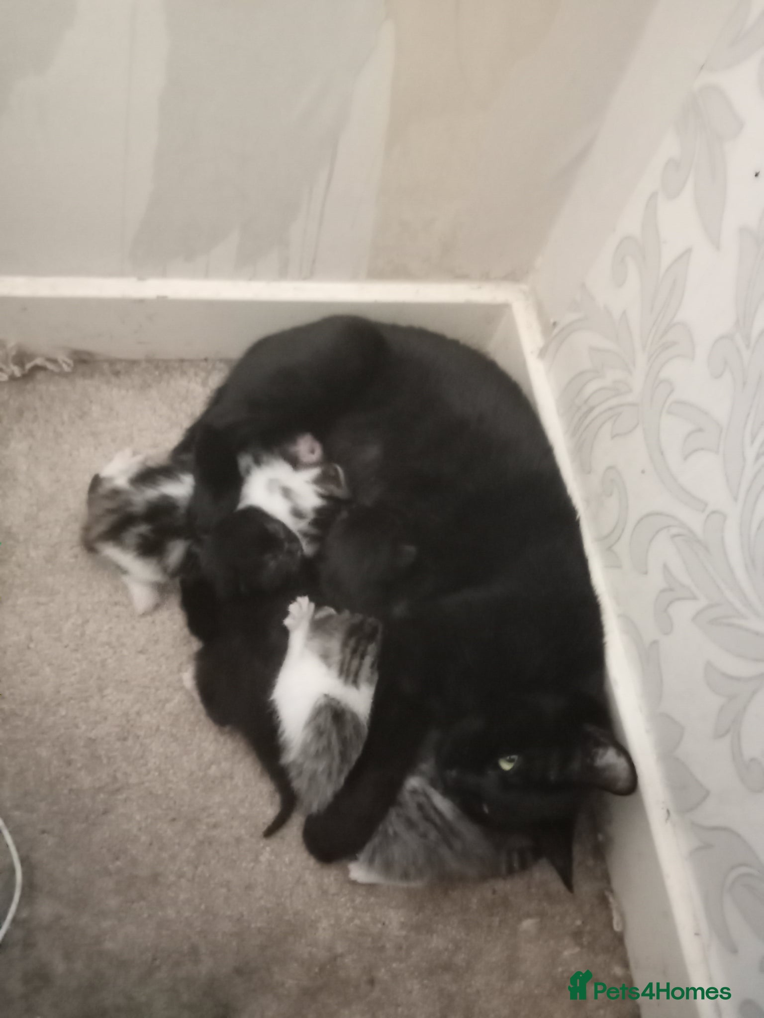 Mixed Breed cats 6 kittens tabbys - Advert 2