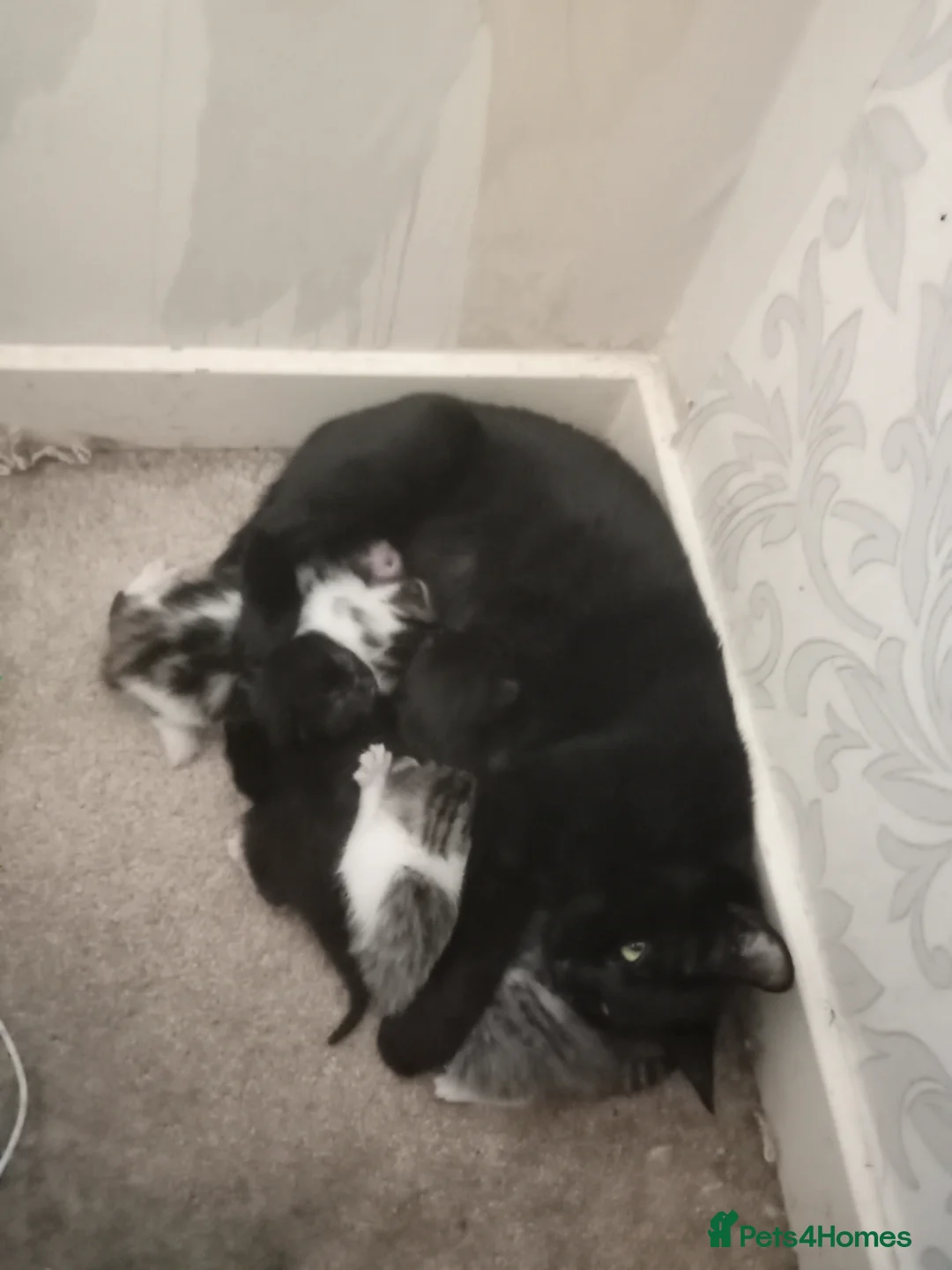 Mixed Breed cats for sale: 6 kittens tabbys - Advert 1