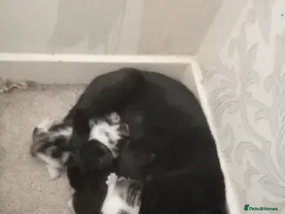 Mixed Breed cats 6 kittens tabbys - Advert 2