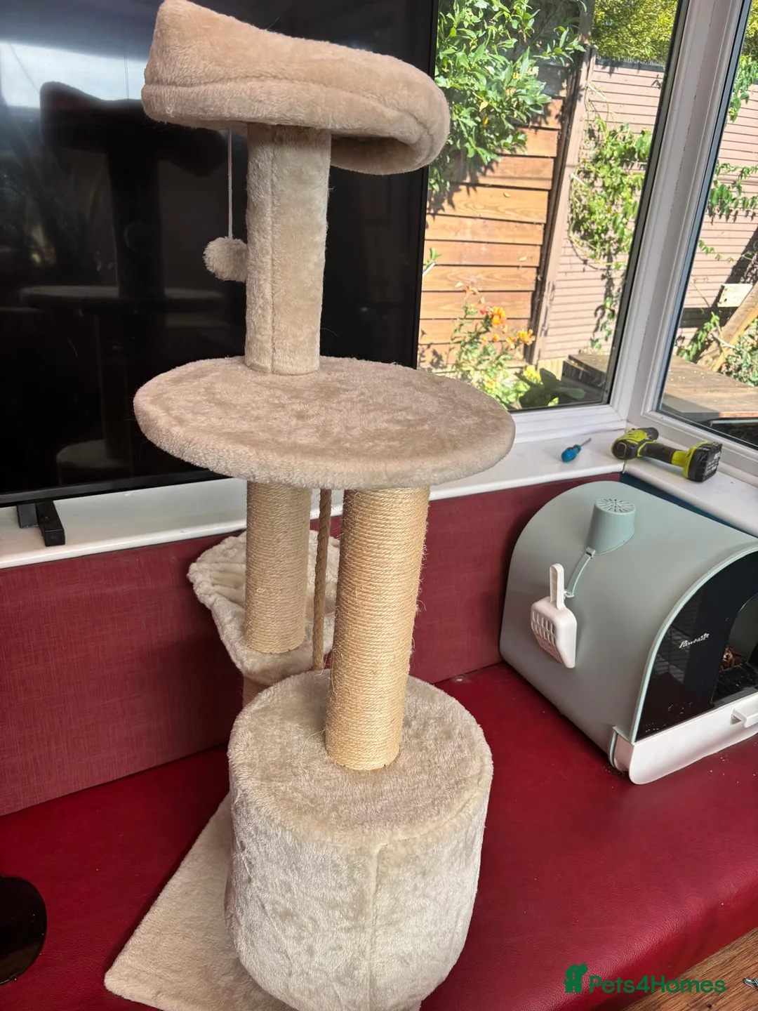 Mixed Breed cats for sale: Mika the lovely Cat - Advert 4