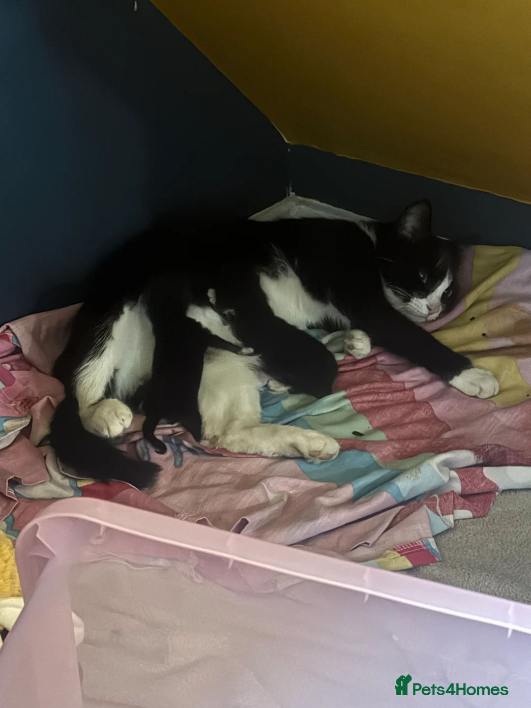 Mixed Breed cats for sale: Two Female Kittens - Advert 1