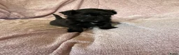 Havanese dogs for sale: Gorgeous litter of Havanese puppies. - Advert 26