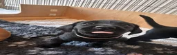 Labrador Retriever dogs for sale: Stunning KC registered Red & Black puppies - Advert 5