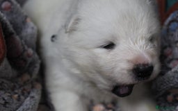 Samoyed dogs for sale: Samoyed puppies - fluff and joy - Image 35