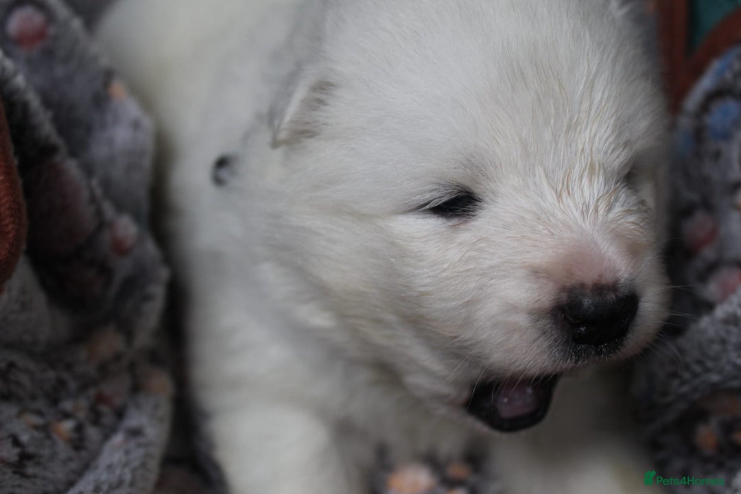 Samoyed dogs for sale: Samoyed puppies - fluff and joy - Image 35