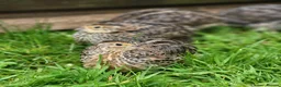 Quail poultry for sale: Brown Cortunix Quail  - Advert 5