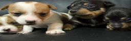 Jack Russell dogs for sale: Stunning miniature short haired jack Russell pups - Advert 3