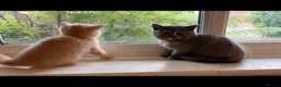 British Shorthair cats for sale: British Shorthair kittens  - Advert 8