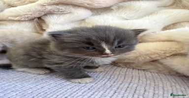 Mixed Breed cats - Advert 6