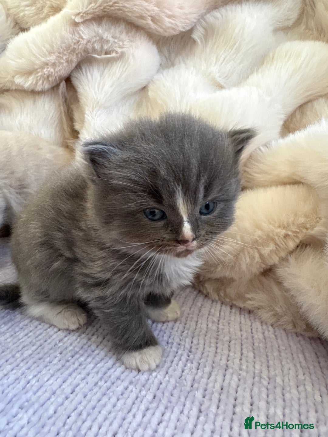 Mixed Breed cats for sale: Kittens  - Image 3