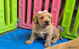 Labradoodle dogs for sale: F1 MINI LABRADOOLES - Image 20