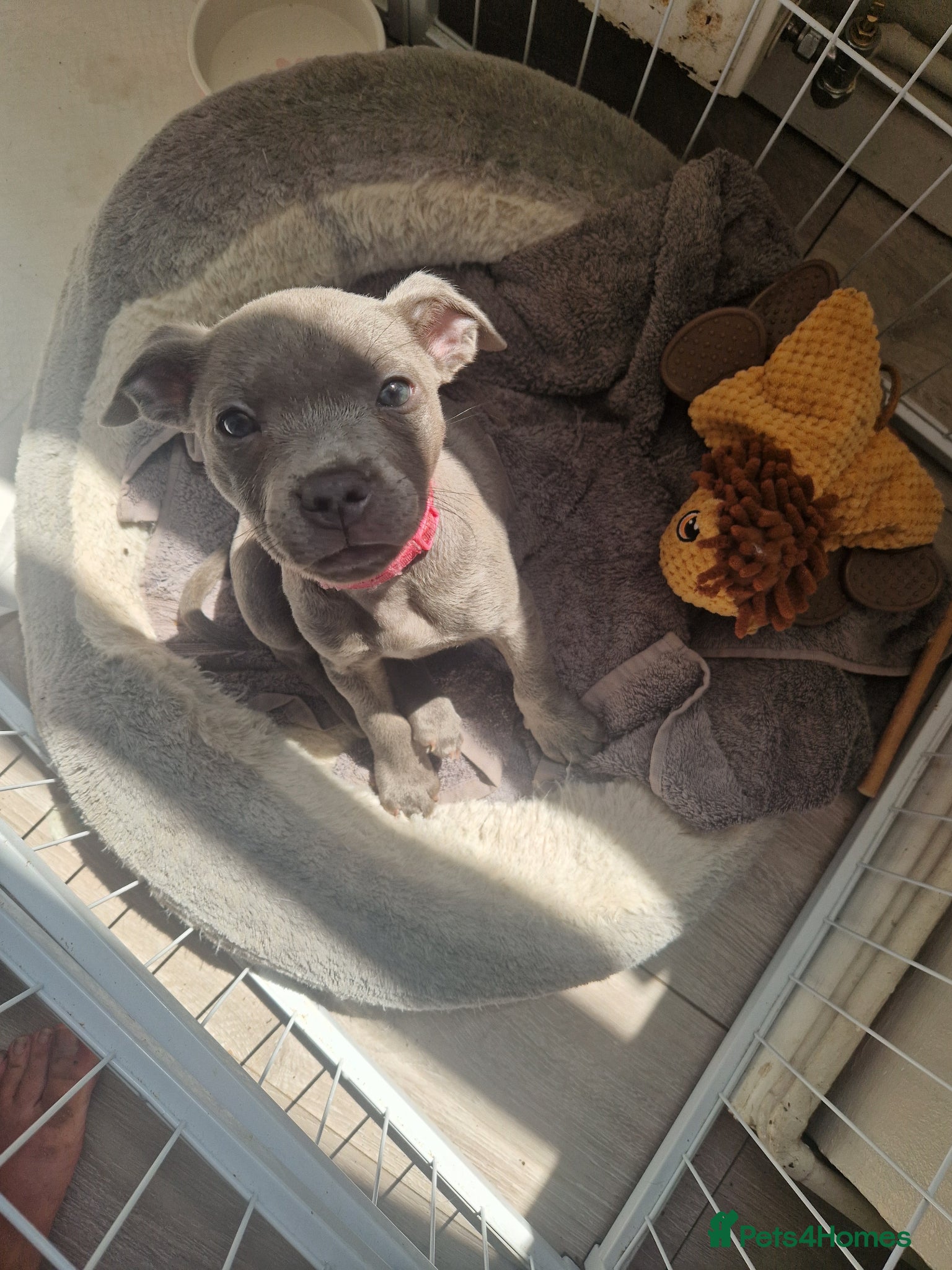 Staffordshire Bull Terrier dogs Blue Staffordshire bull terrier puppies - Advert 1