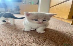 Mixed Breed cats for sale: Sweetest 5 kittens  - Image 2