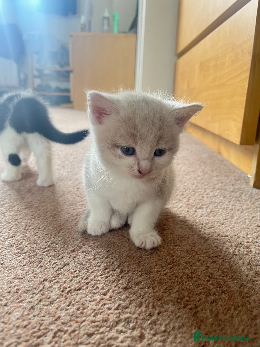 Mixed Breed cats for sale: Sweetest 5 kittens  - Image 2