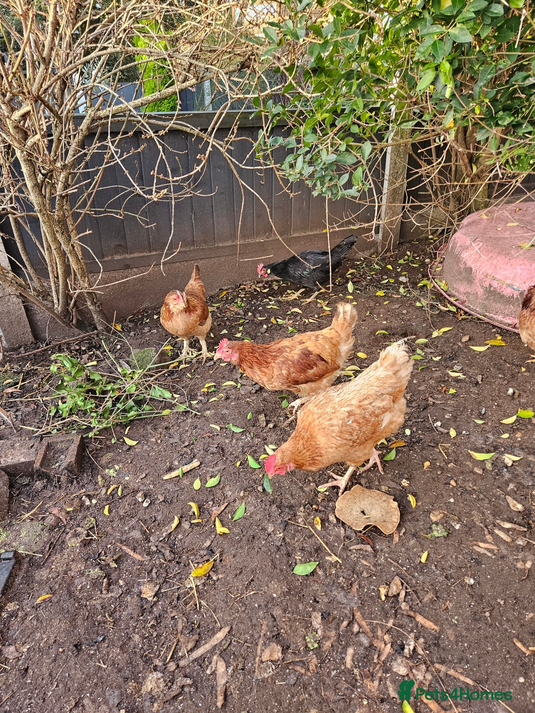 Chickens poultry for sale: 11 hens 1 cockrel  - Advert 20