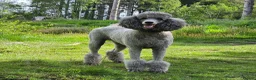Standard Poodle dogs for sale: Rarely seen in UK - Moyen Poodle - Advert 11