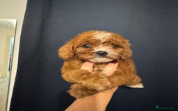 Mixed Breed dogs for sale: Cavapoo puppies  - Advert 2