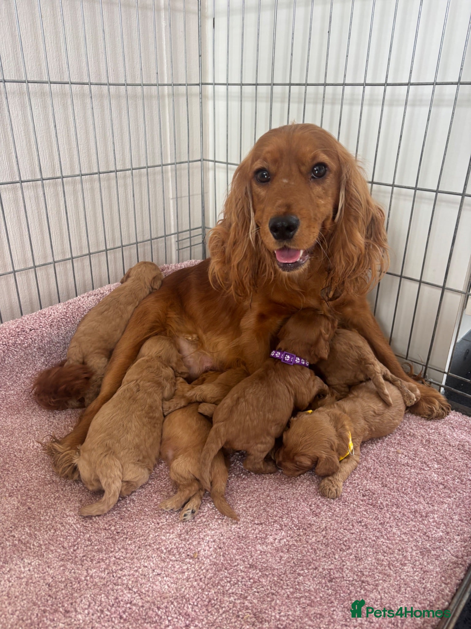 Cockapoo dogs F1 Cockerpoo Puppies  - Advert 17