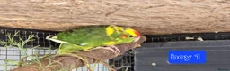 Parrots birds for sale: 5x kakarikis chicks ready now - Advert 17