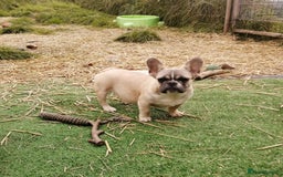French Bulldog dogs for adoption: 💓🐶 MARGO, MISTY & MONTI💙 - Image 6